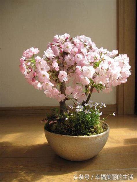 圓形床頭櫃 櫻花種植盆栽